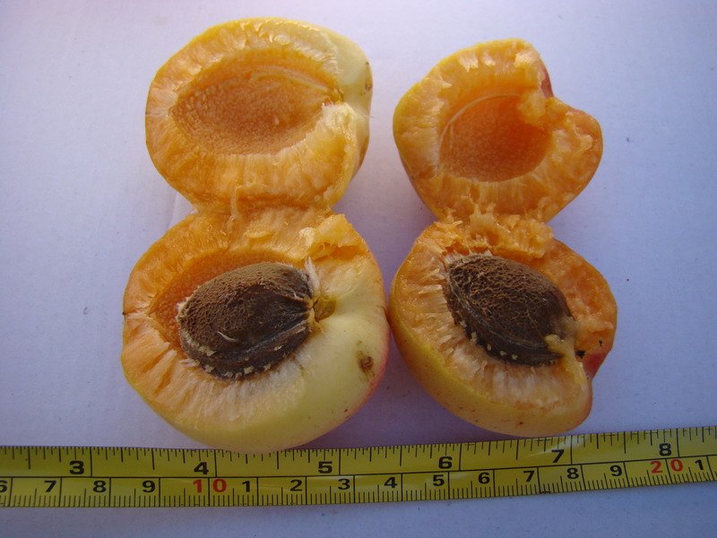 Sviluppo vegetale dell'' albicocco Prunus armeniaca